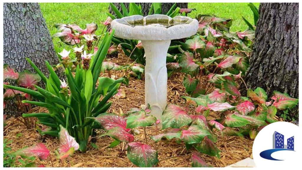 Caladium plants for outdoor gardens