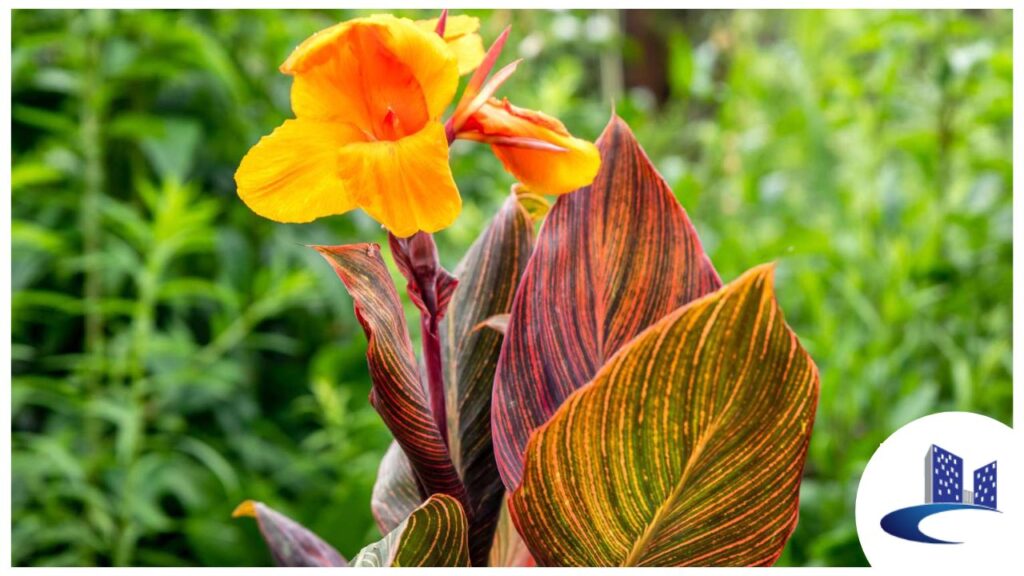 canna plants for outdoor garden