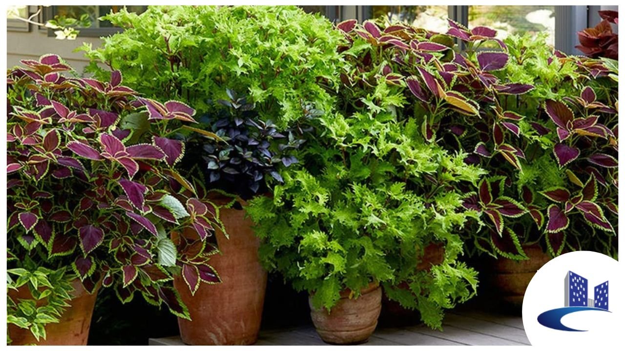 Best Plants For Outdoor Garden Outdoor Wall Planters Ideas