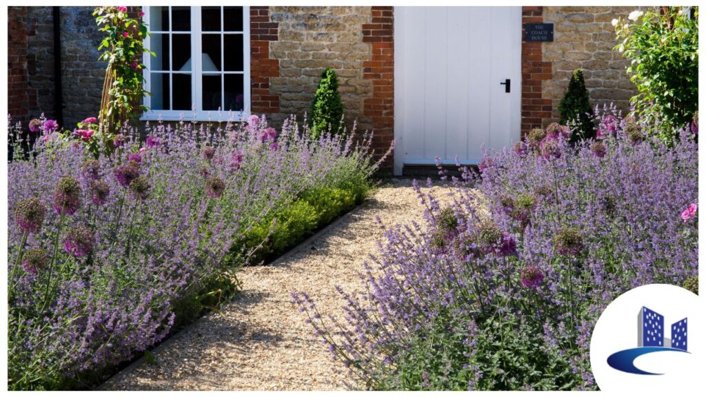 lavender plants for outdoor gardening