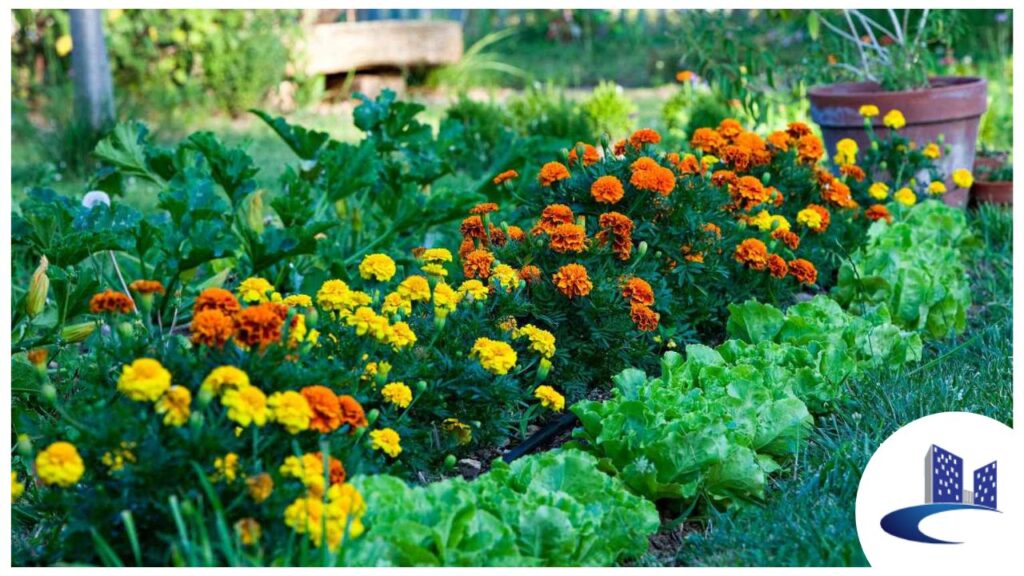 marigold plants for outdoor garden